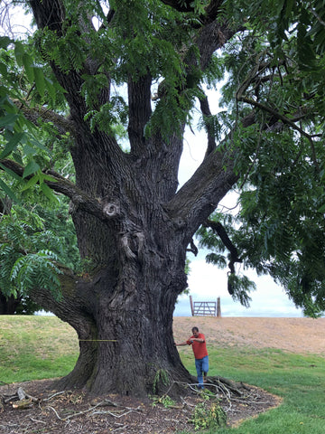 Man standing next to a very large Walnut tree in Sauvie Island, Oregon