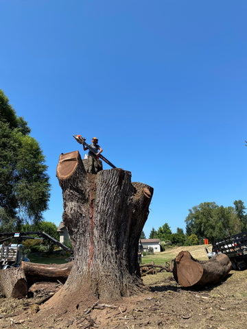 The felling of the Sauvie Island Walnut tree. Shown is a large stump with a man and a large chainsaw on top.