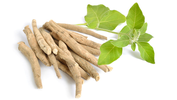 Kottakkal_Ayurveda_USA_Ashwagandha_Has_Energy_Boosting_Benefits