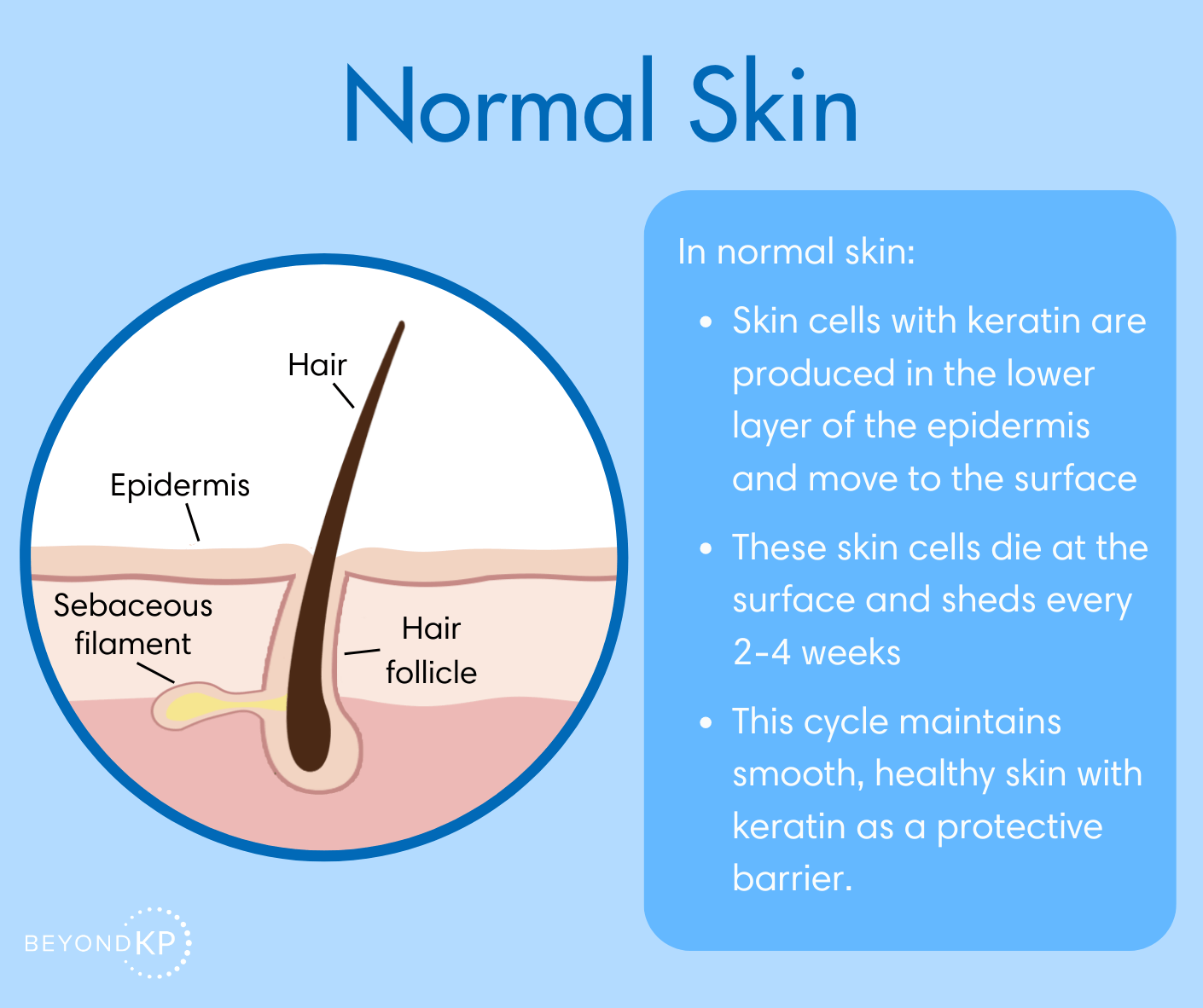 Normal Skin Infographic - BeyondKP