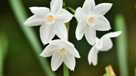 Narcissus