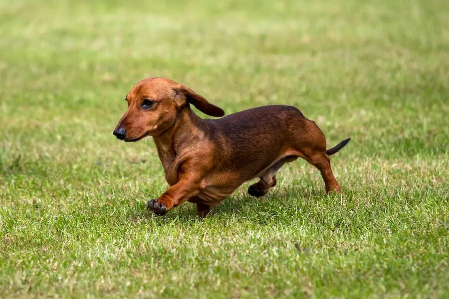 Dachshund