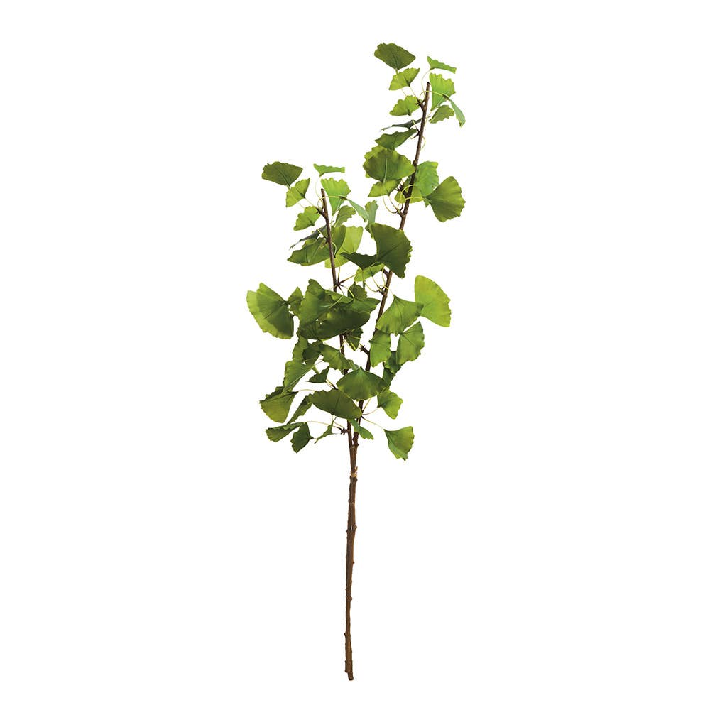 Sydney Ginkgo Branch