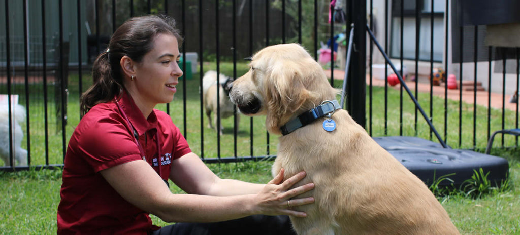 home visit vet western sydney