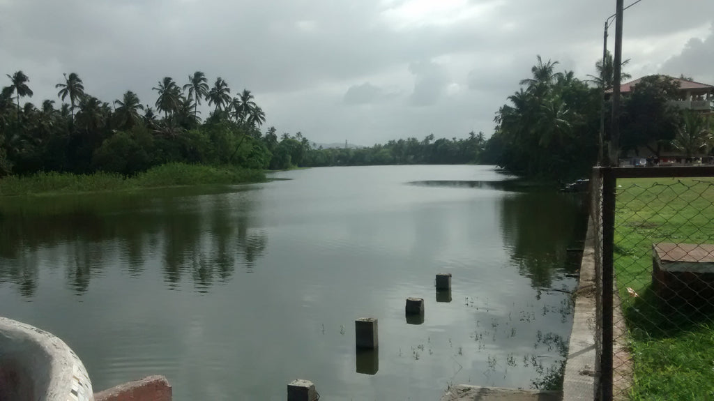 An isolated pond from the Vasai run