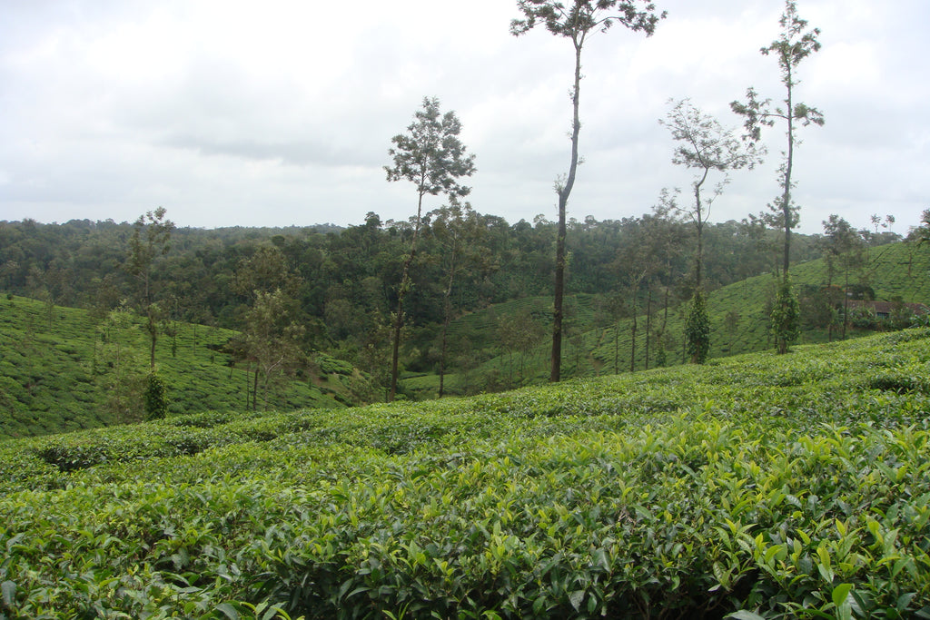 coffee plantations in coorg