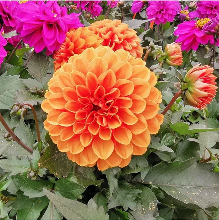 Beautiful Dahlia