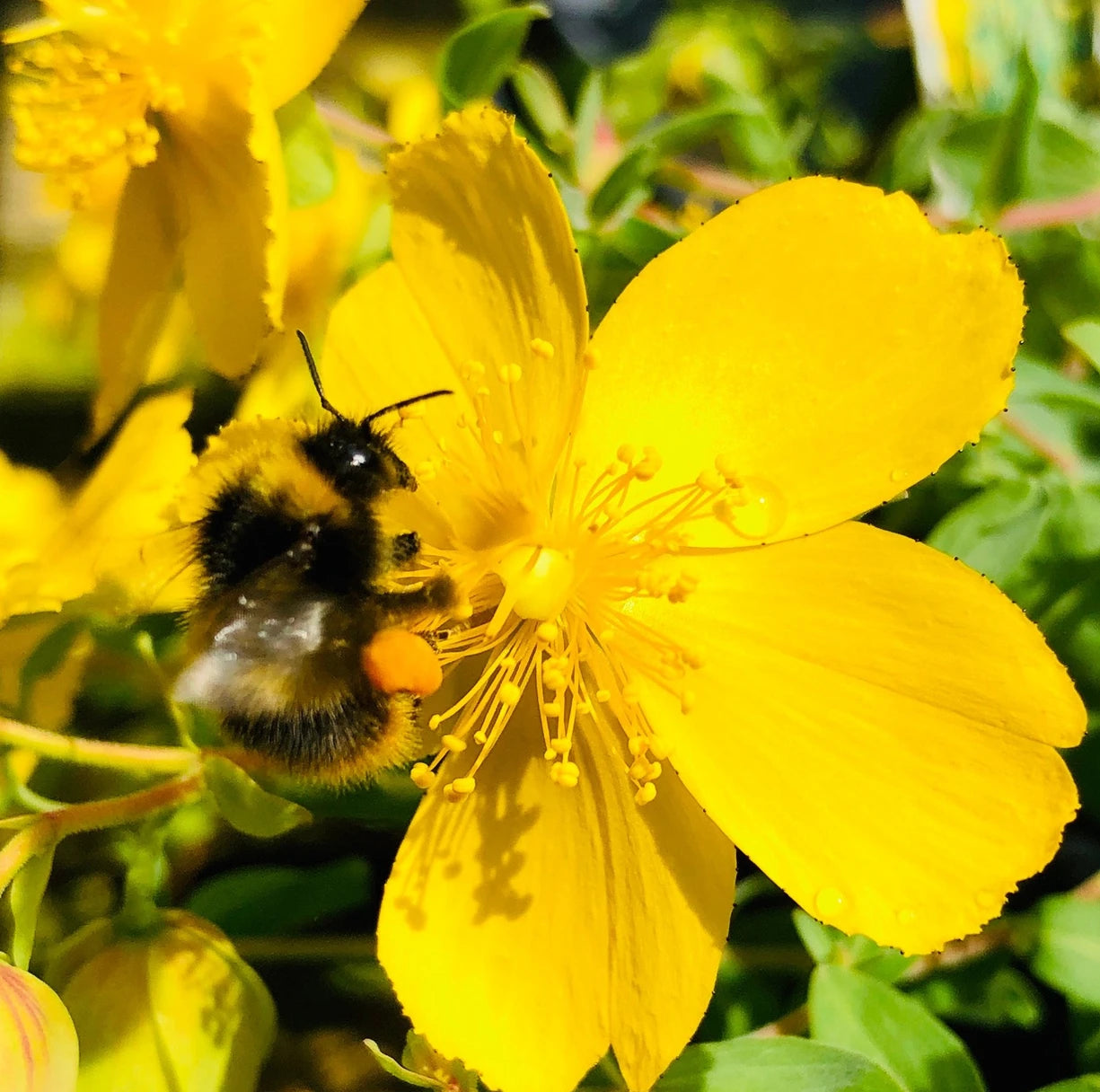 Bumble bee on a yellow flower
