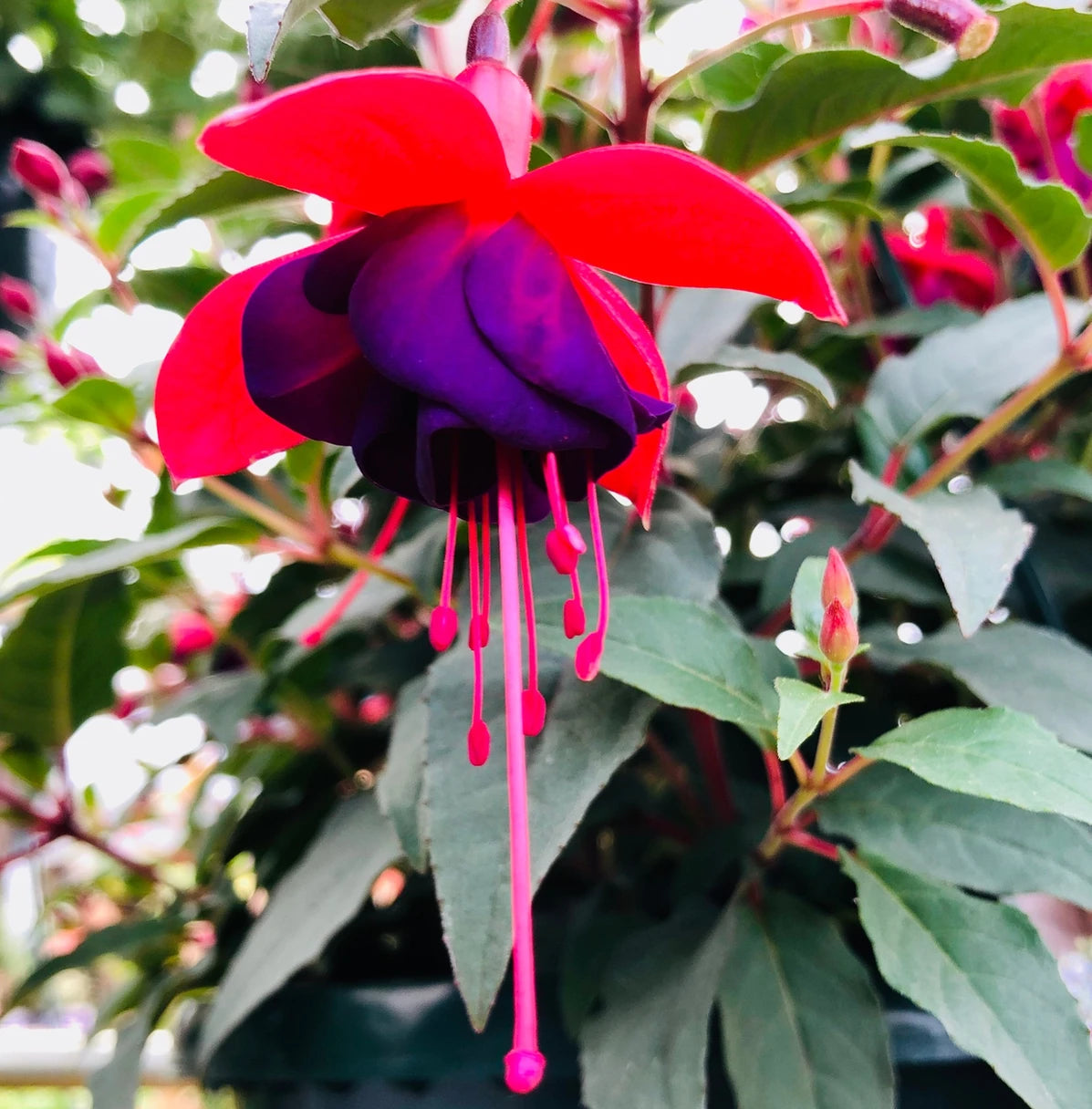 Stunning Fuchsia