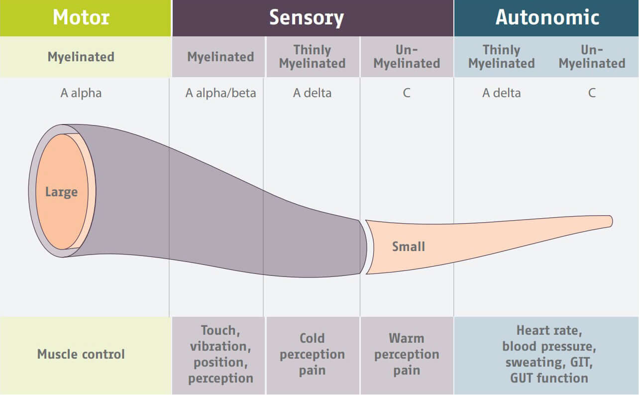 Figure 1: The peripheral nervous system is made of large and small fibers. The small, un-myelinated C-fibers are in charge of autonomic functions such as sweating.