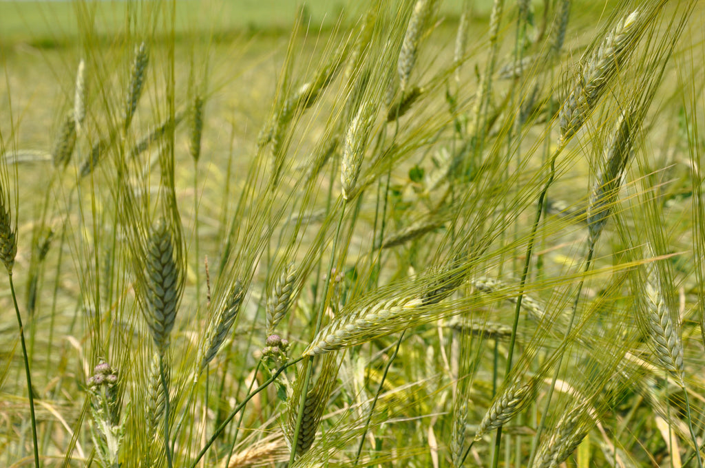 Kamut pšenica Khorasan s kmetije Klepec