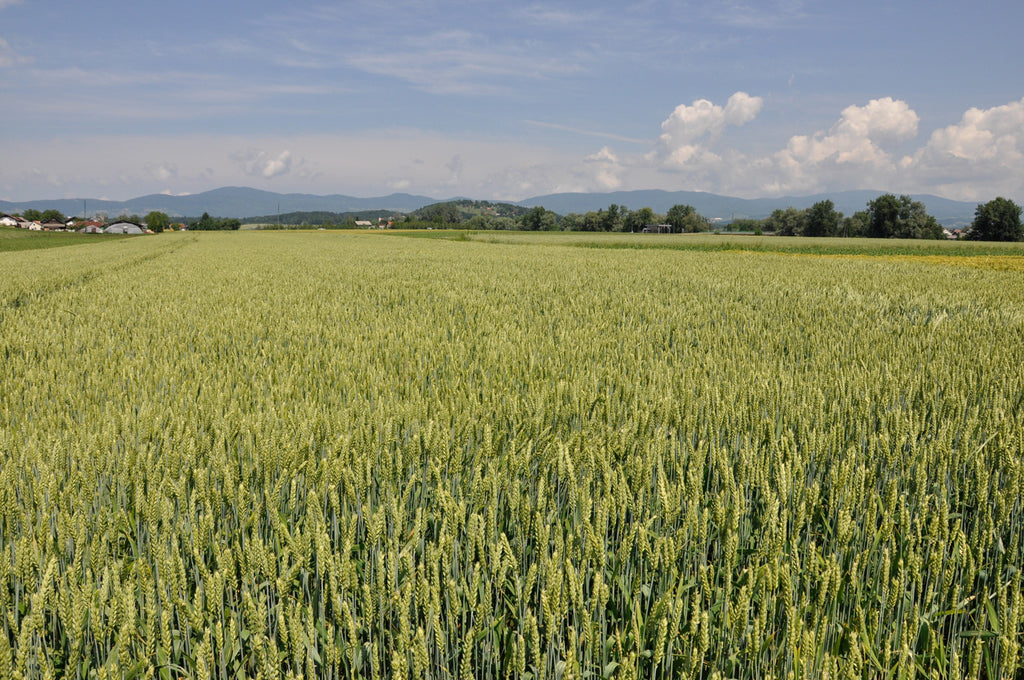 polje pšenice na kmetiji Klepec