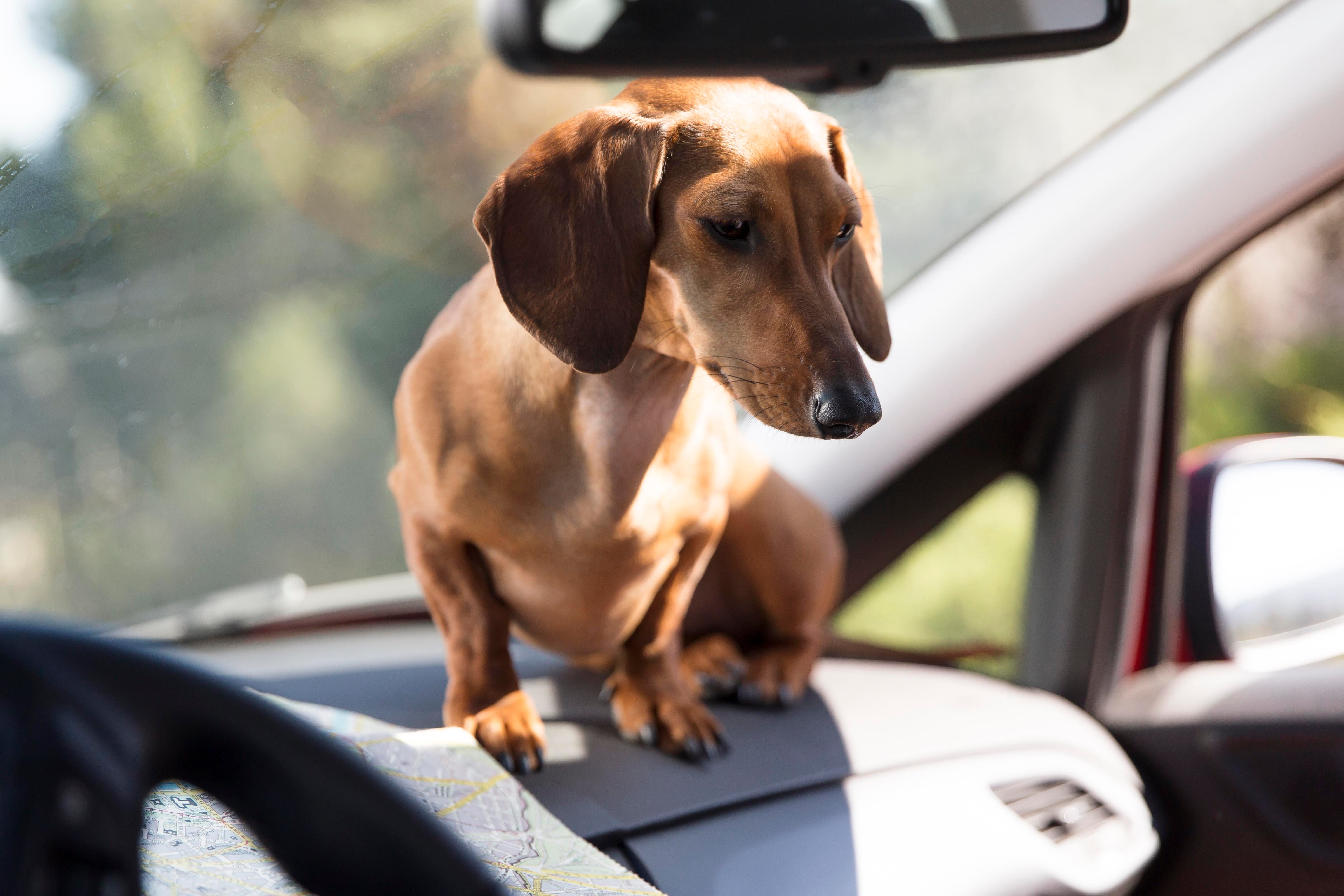 how do you know if your dog gets car sick