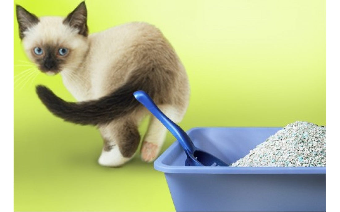 5 ESSENTIAL WAYS TO SOLVE YOUR CAT LITTER BOX PROBLEMS Cat Evolution NZ