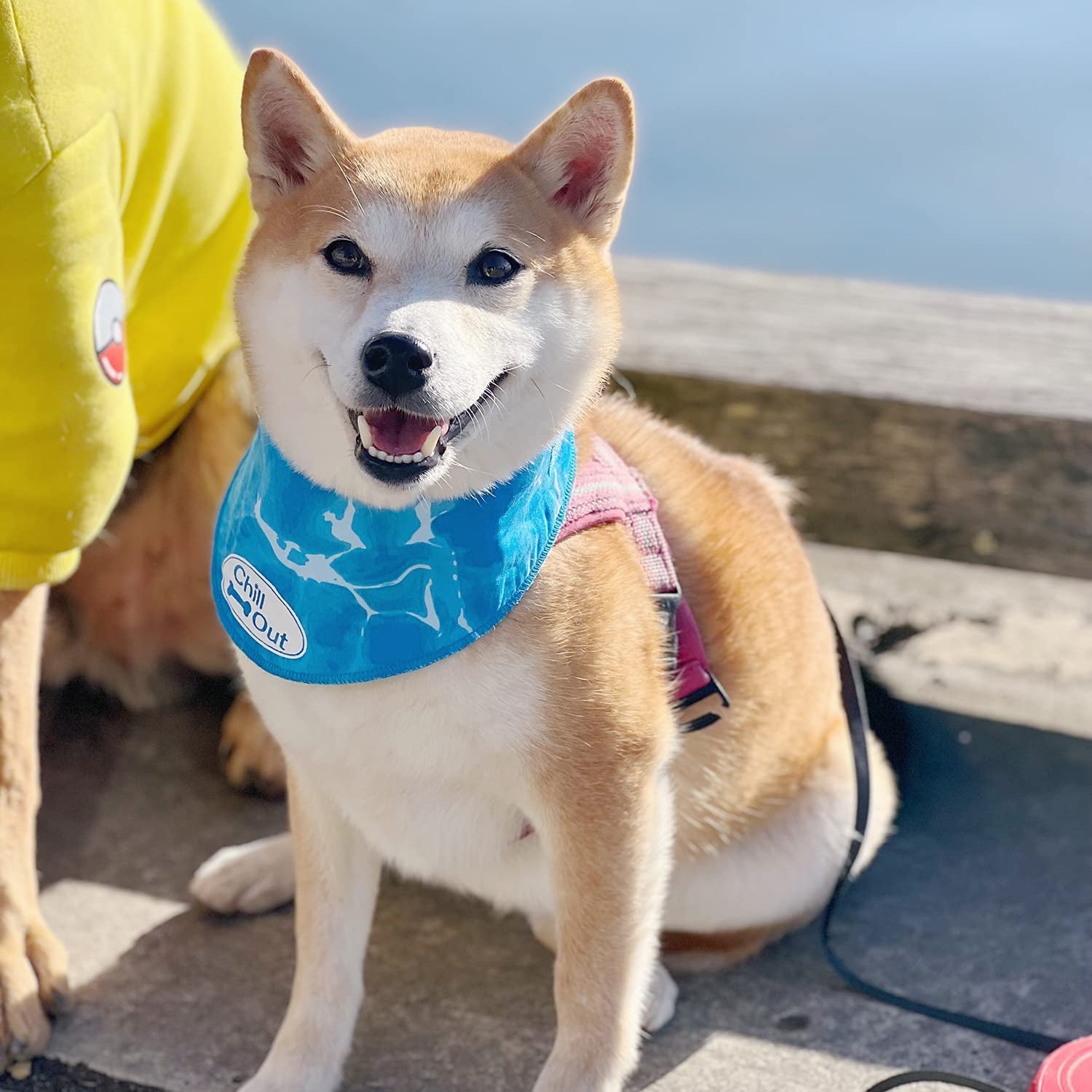 how to use chill out dog bandana