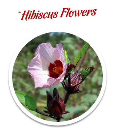 Hibiscus Flower Hibiscus Sabdariffa Flower Extract - Botanical