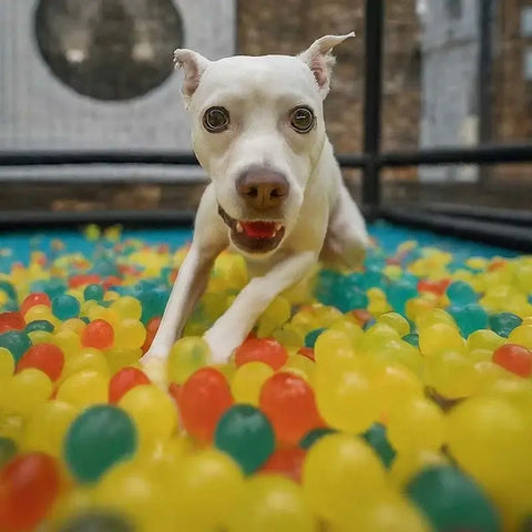 dog playing with gel balls