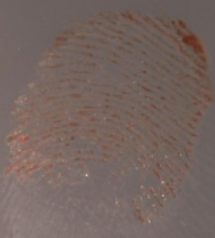 Figure 1. Bleeding of LCV dye on a heavier blood print after spraying with LCV in flat position.