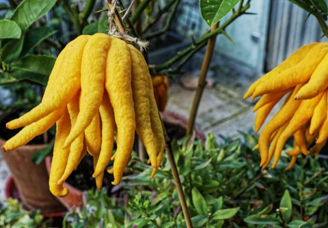 Buddha's-Hand-Main-de-Bouddha