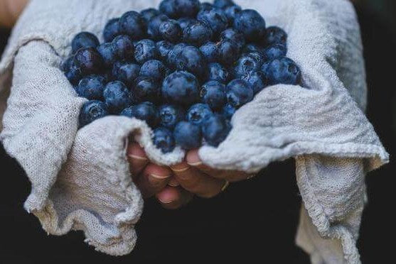 Close-up of a woman's hands holding a linen cloth full of fresh blueberries.