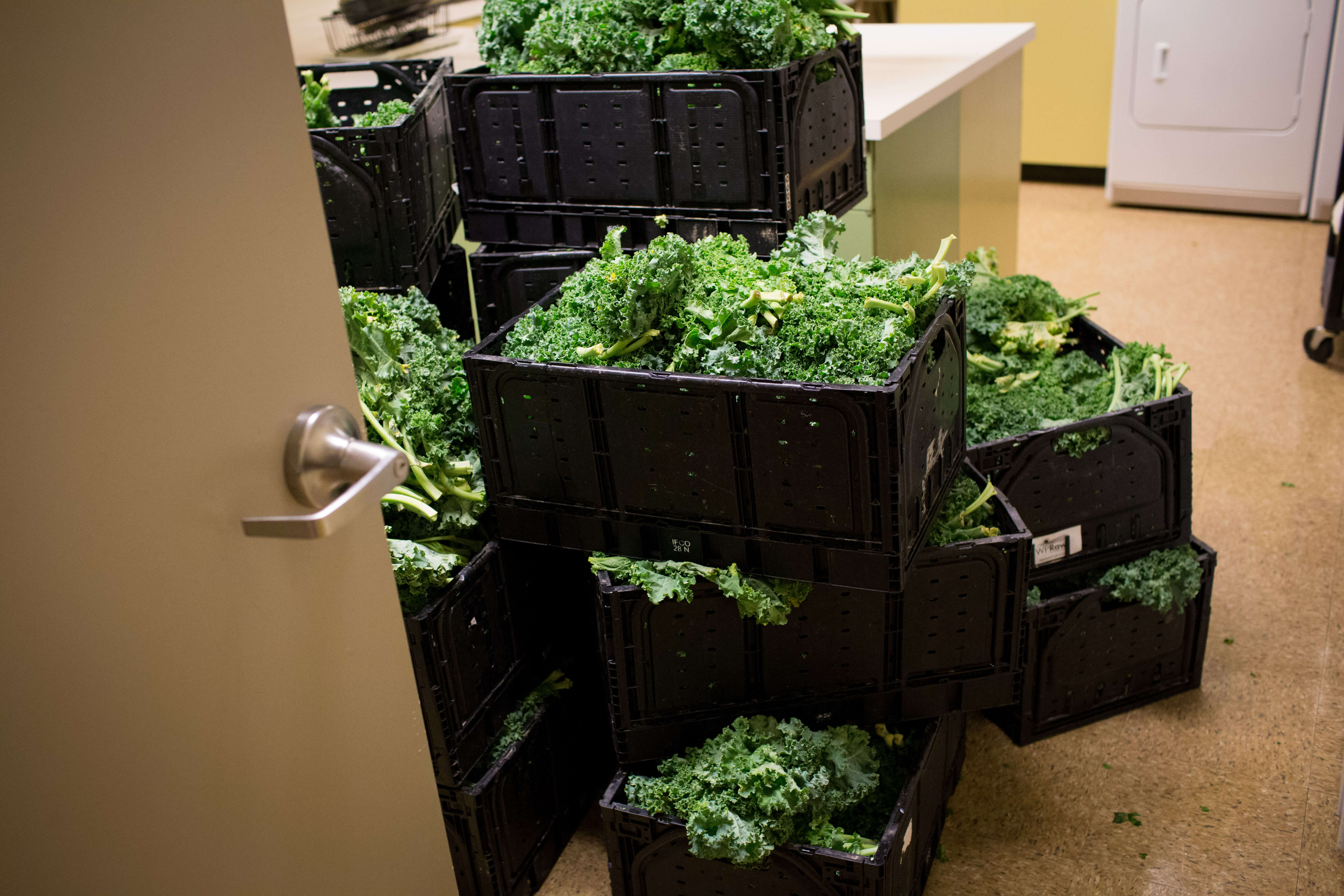 Large shipment of fresh organic kale in black plastic crates for fruits and vegetables, perfect for bulk purchases.