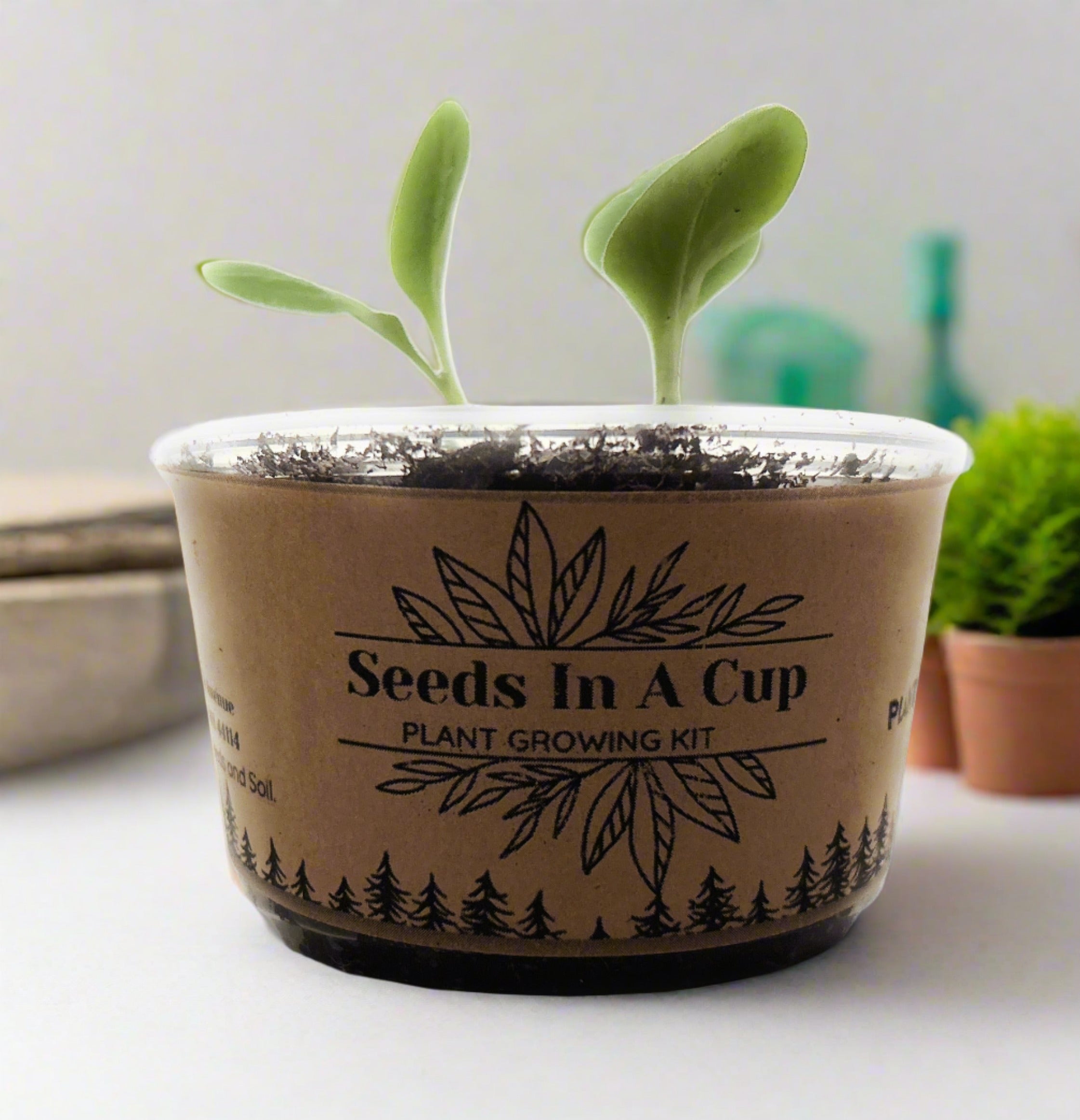 Orange Tree | Seed Starter Grow Kit | Seeds In A Cup®