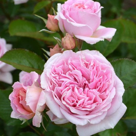 Rose Plant "Mary Lennox” | 玛丽伦诺克斯 メアリー レノックス