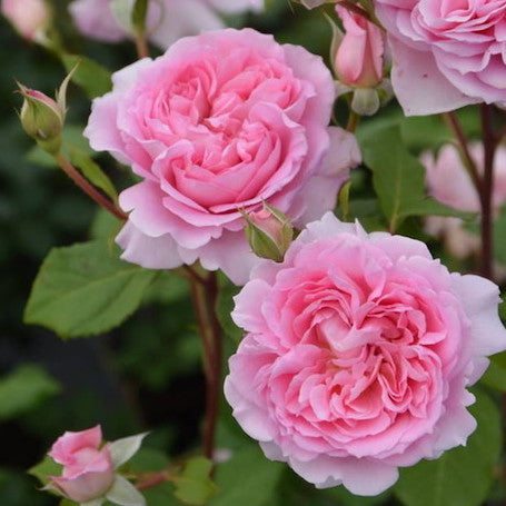 Rose Plant "Helen” | 海伦 ヘレン