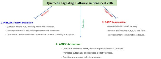 A diagram showing Quercetin Signalling Pathways in Senescent Cells