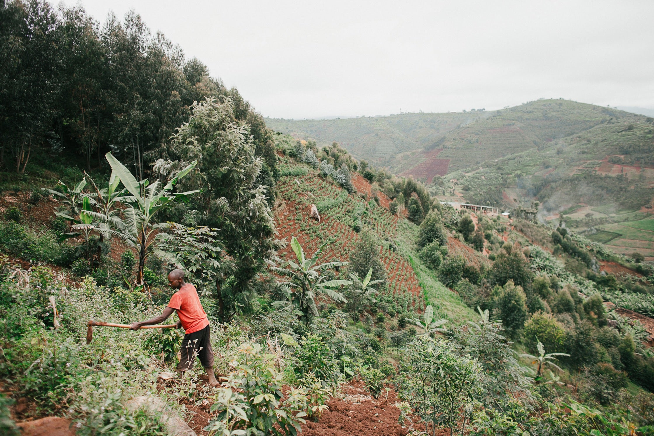 People working on a coffee plantation set on the side of a hill.