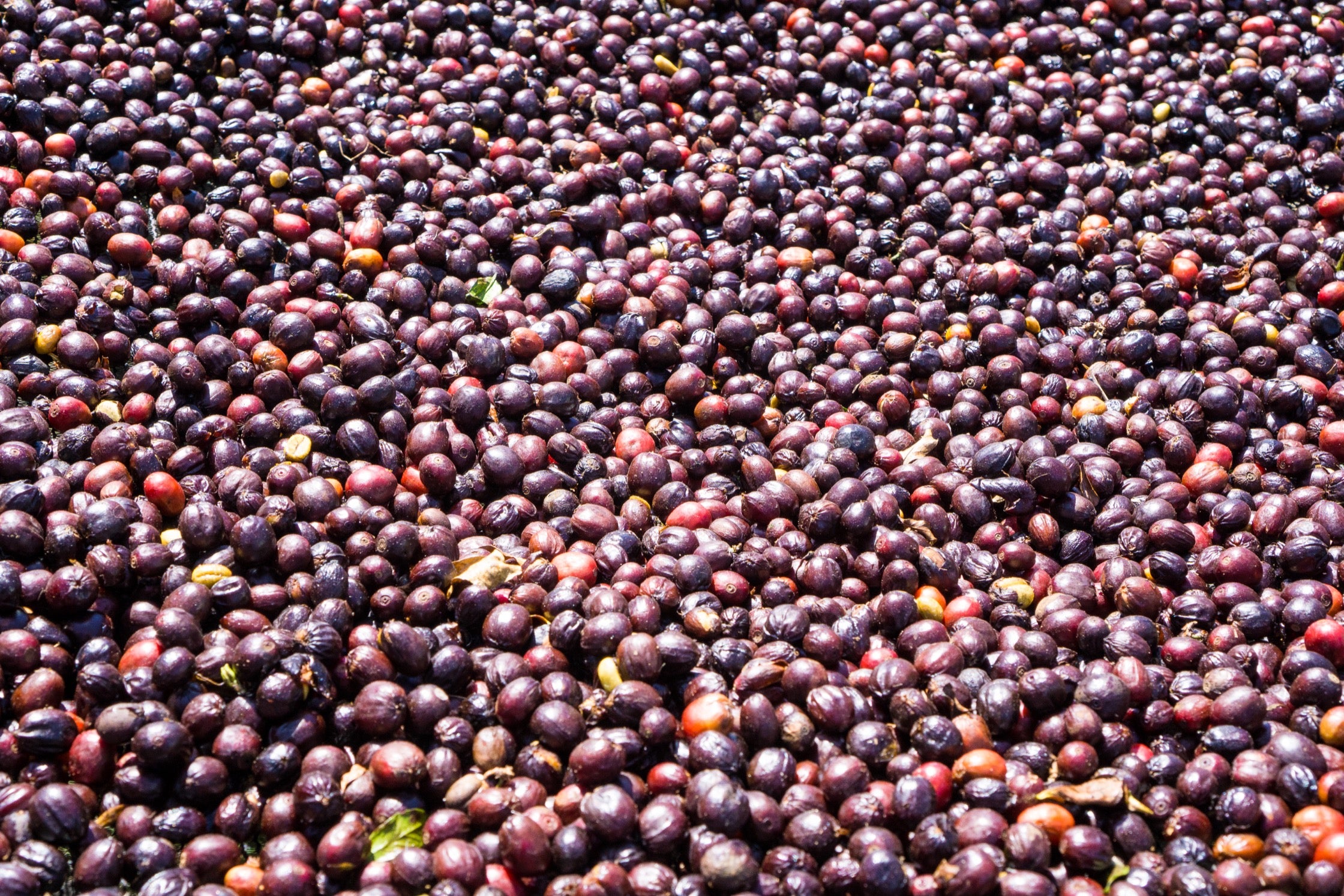 Harvested coffee cherries