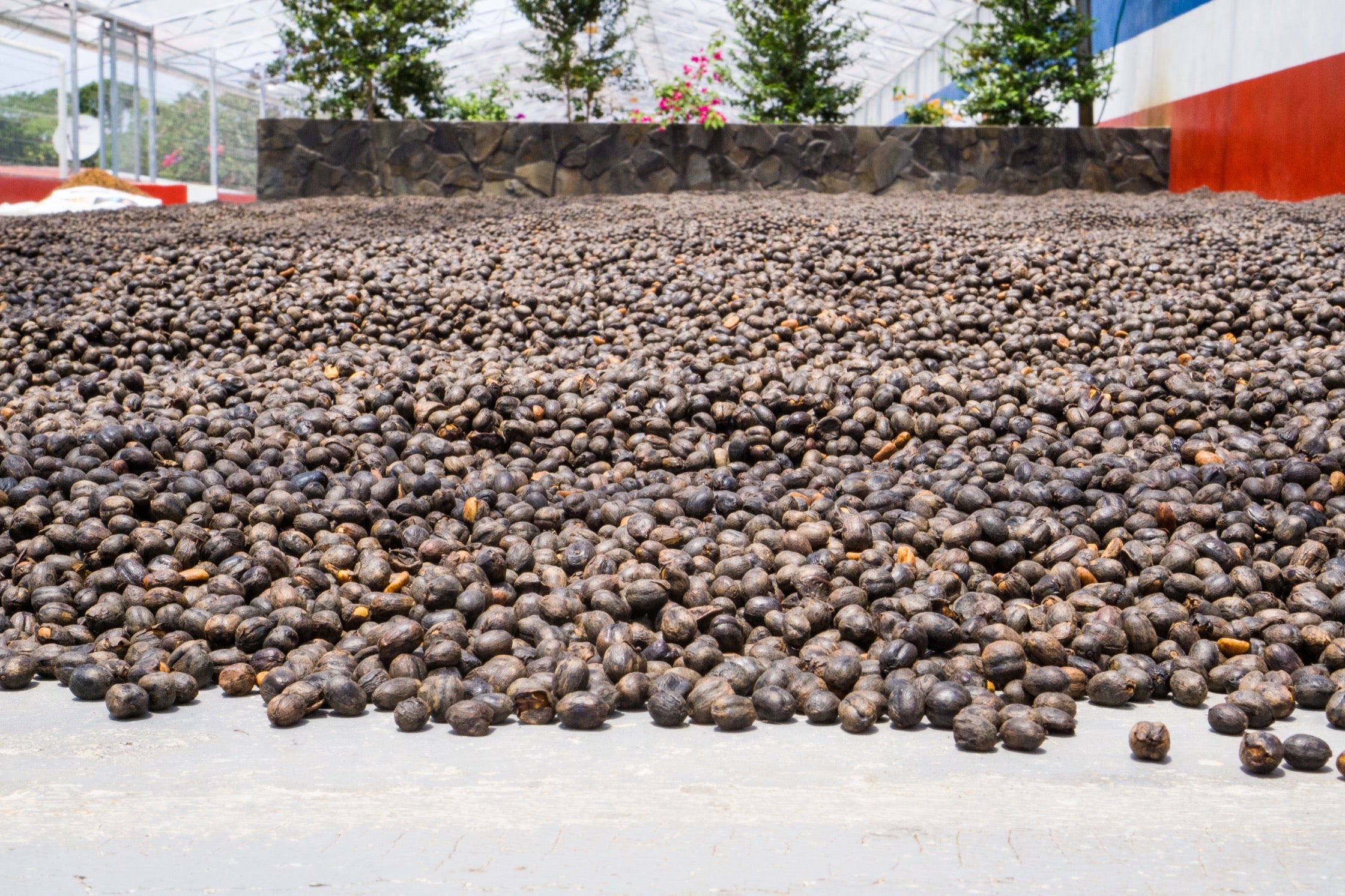 Coffee cherries laid out in the greenhouse