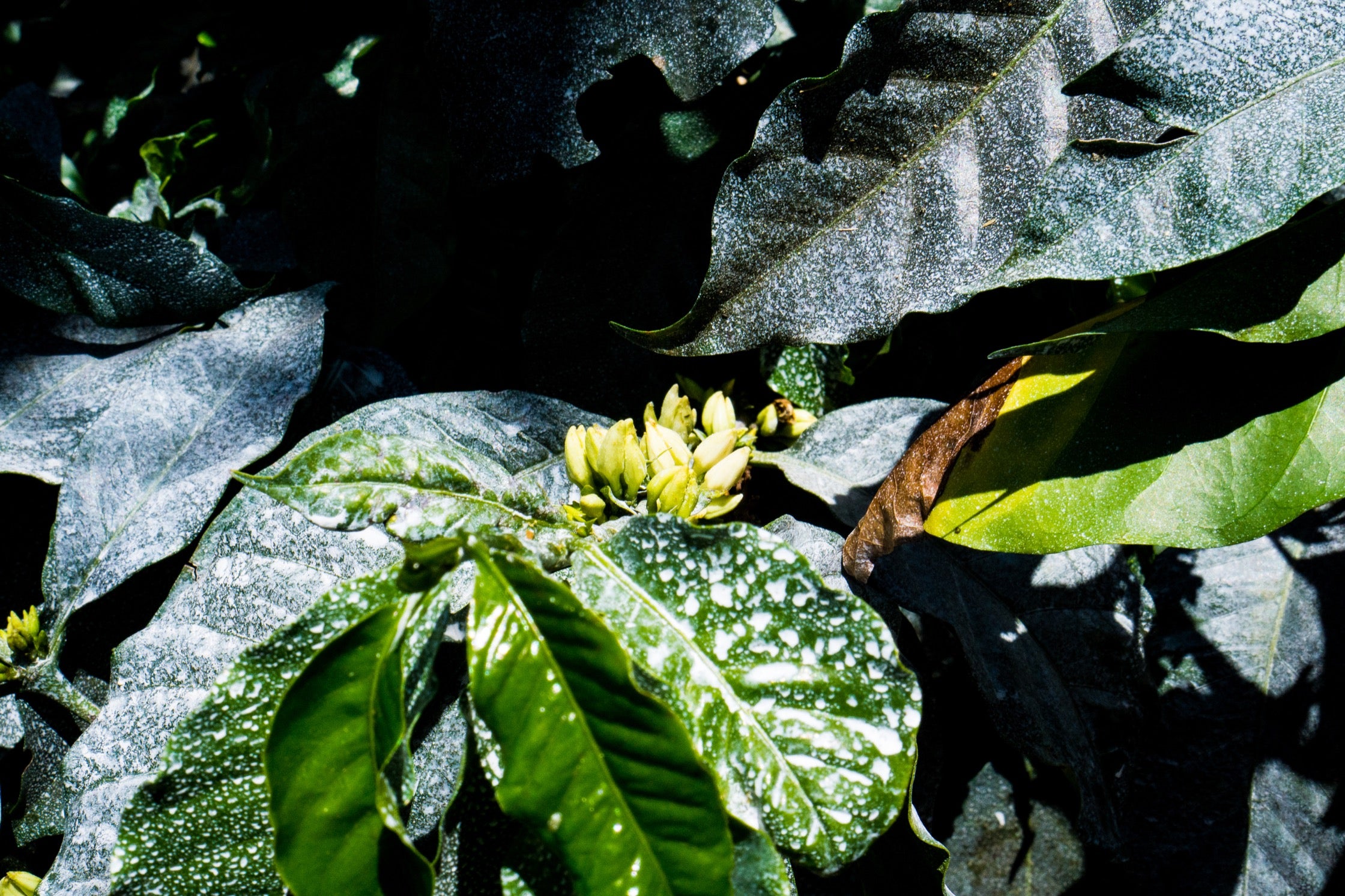 Plant foliage covered in a silica-based product, offering sunscreen-like protection