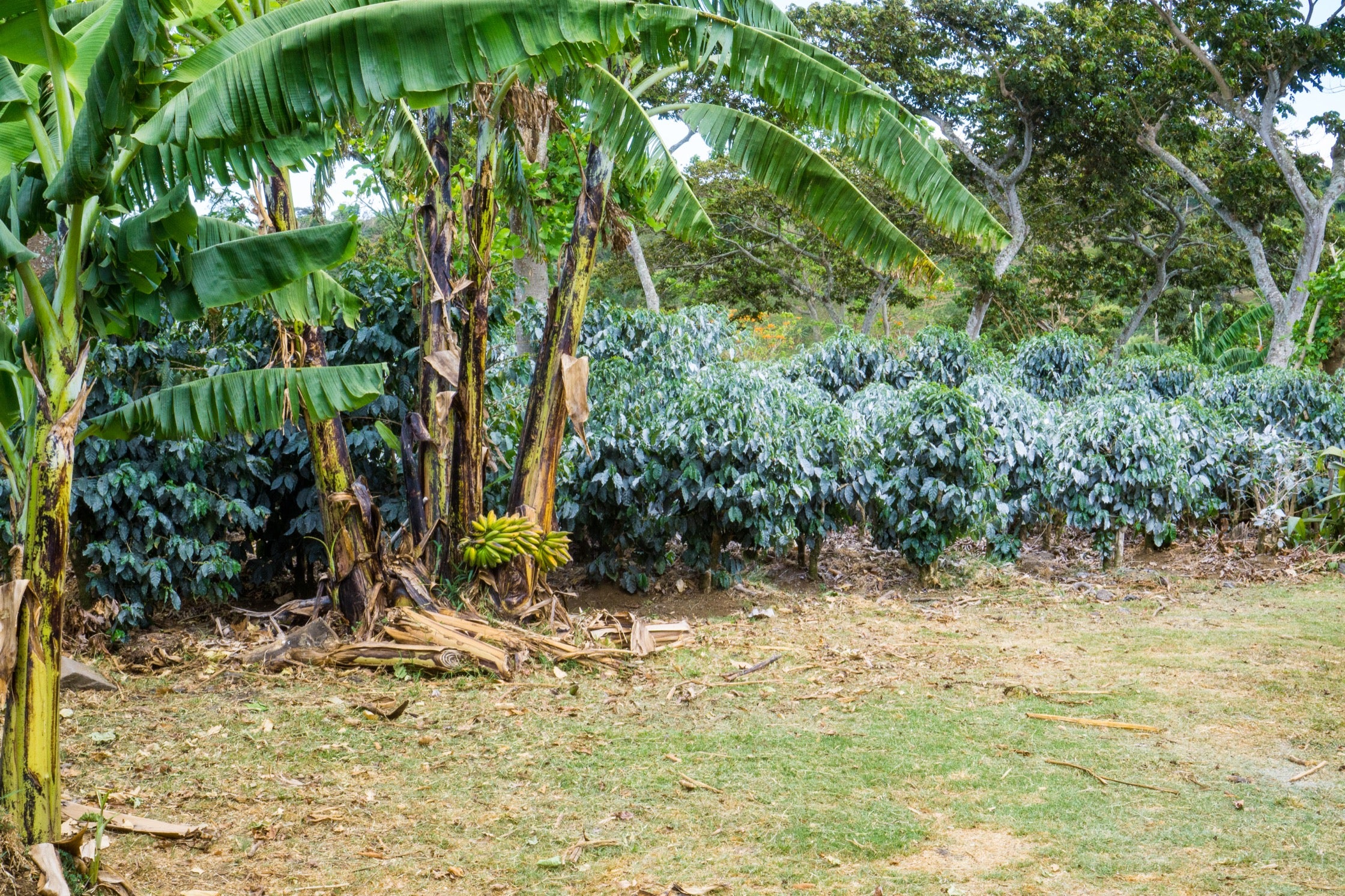 Plantain and banana trees planted near coffee crops