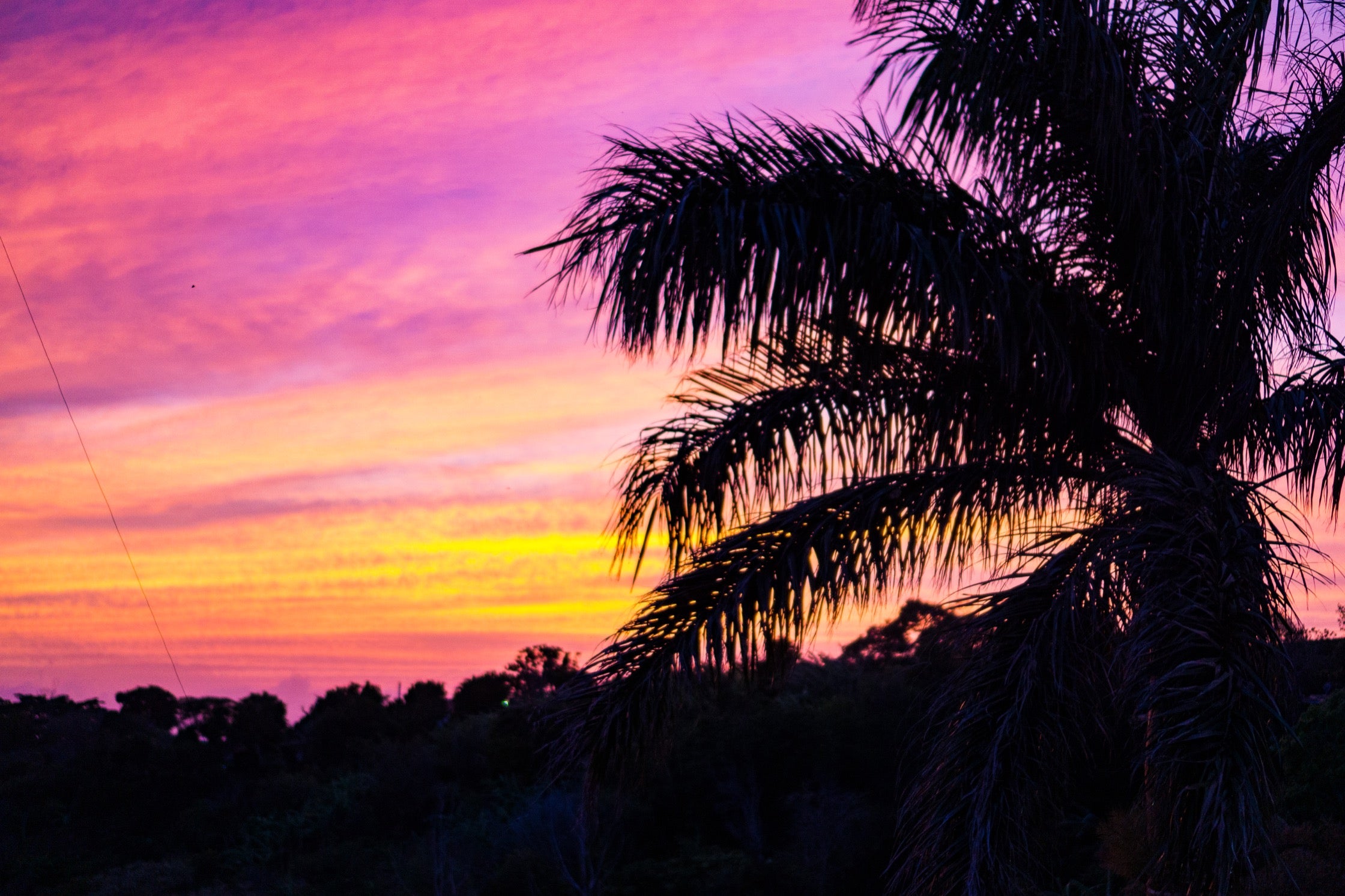 The sky at sunset and a palm tree in silhouette