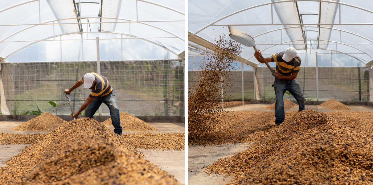 Two photos of a person shovelling coffee beans in the greenhouse