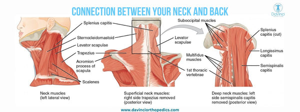 Connection Between Your Neck and Back for Neck Support Pillow