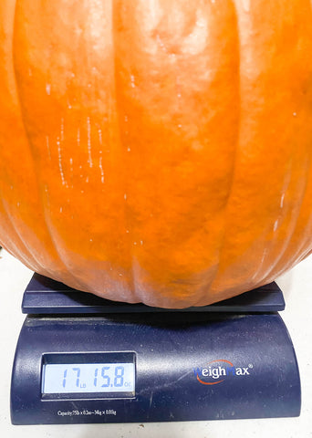 That's one heavy pumpkin, almost 18 pounds!