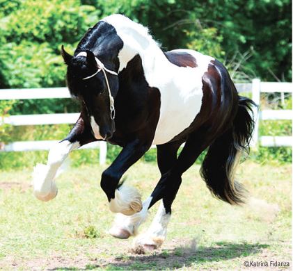 Battlefield Angel - credit katrina fidanza courtesy Breyer