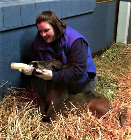 Author Cheryl Eriksen bottle-feeding a Thoroughbred foal