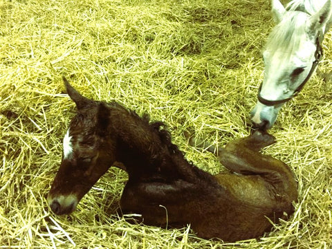 Cody's Wish with dam Dance Card shortly after his birth; photo credit Cheryl Erikson