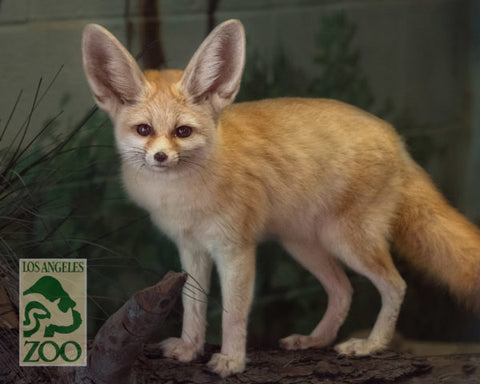 Fennec Fox at LA Zoo