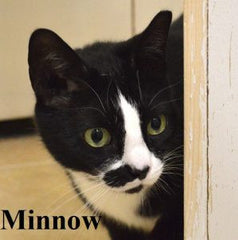 Triple Mountain's charity account helps cats like Minnow at Harvest Hills