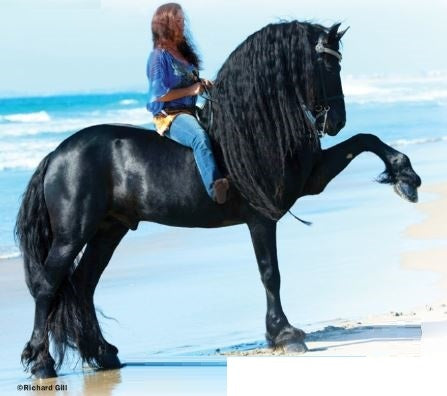 Sjoerd Friesian photo courtesy Breyer