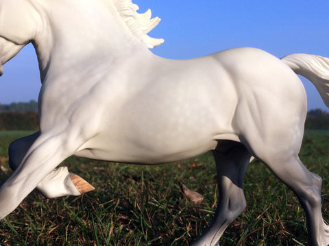 Copperfox Welsh Cob Percivval Matte Daple Grey - Look at those awesome dapples!