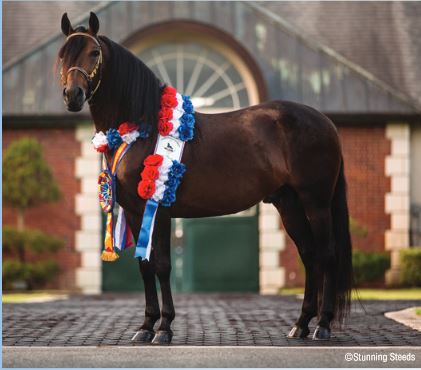 Vivaldi de Besilu, photo courtesy Breyer