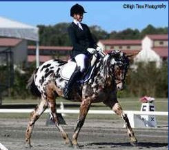 Buckeye with Sammi Majors aboard - Photo courtesy Breyer