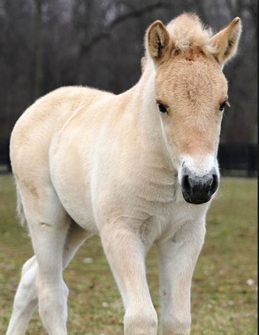 Fjord Foal