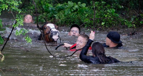 Justin Nelzen and others rescue an Arabian from deep water