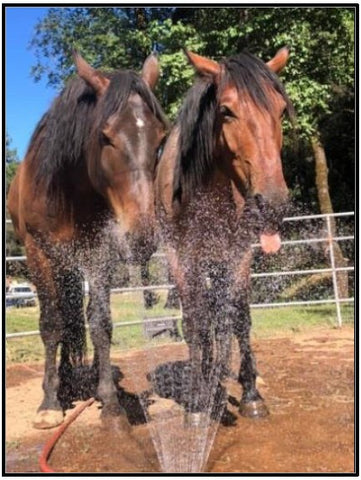 horses enjoying water spraying from a sprinkler